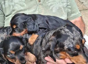 Miniature dachshund puppies kc registered