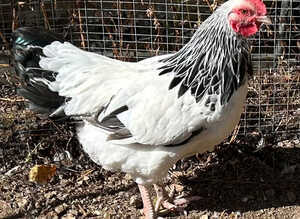 Light Sussex Bantam cockerel