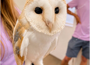 Barn Owl for sale