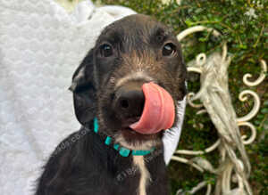 pointerdor x lurcher