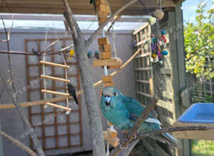 Young Kakariki bourkes and budgies