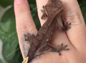 Various baby and adult crested geckos