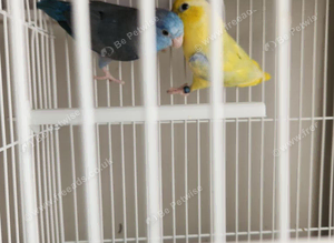 Pair of paroletts