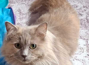 Nutered/polydactyl