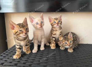 Beautiful tica registered bengal kittens