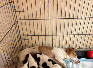 Pure Breed Jack Russell Pups
