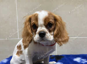 Cavalier King Charles puppies