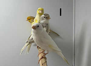 Canaries