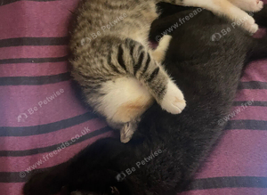 Two kittens