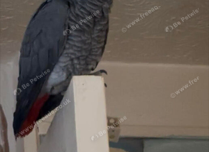 Lost African Grey Parrot