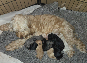 Gorgeous Cockapoo Babies
