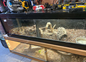 Female boa constrictor