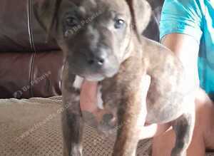 Puppies for sale