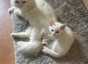 Turkish angora kittens