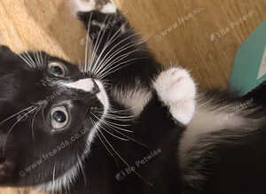 kittens to a loving home