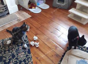 Small cattery
