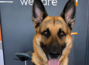 German shepherd for stud