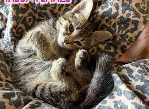 Long Haired and Short Haired Kittens Available Now
