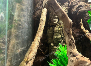 Bauers chameleon gecko trio
