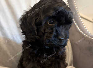 F1 cockapoo 3 black boys