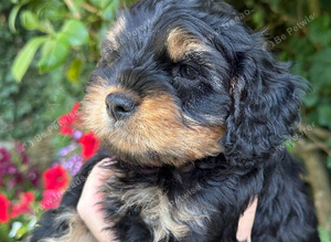 Cottage Cavapoo puppies 5* Council reg&rsquo;d