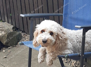 F1 cockapoo