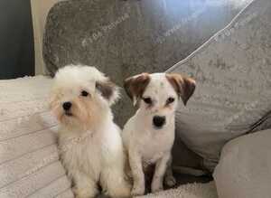 Jack Russell