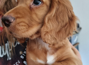 Working cocker spaniel