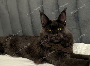 Mainecoon proven stud