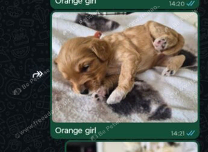 Cockapoo pups for sale
