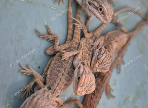 100%Het Hypo baby Bearded Dragons