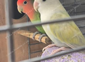Love birds