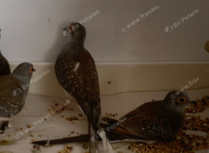 Dimond doves
