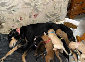 DWKC registered Saluki puppies