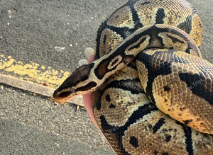 Royal python