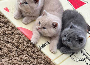 British Shorthair Kittens