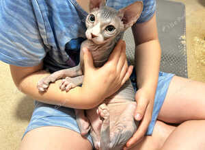 Cleo is urgently looking for a loving home