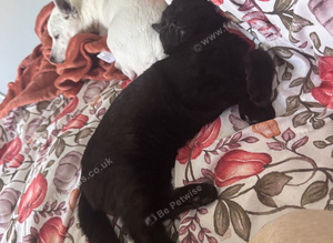 5 month old neutered male