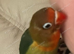 Beautiful hand reared female baby lovebird