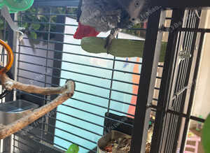 African Grey