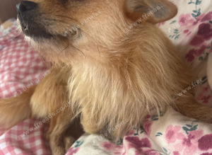 Chihuahua girl