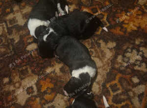 Border collie pups