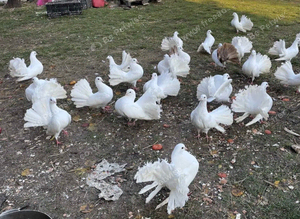PURE WHITE FANTAIL DOVES/PIGEONS