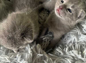 TICA 5* pedigree Russian blue kittens