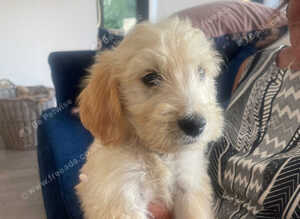 Fantastic Goldendoodle puppy&rsquo;s