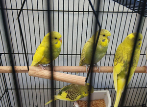 Budgie