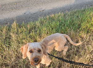 Cockapoo boy F1