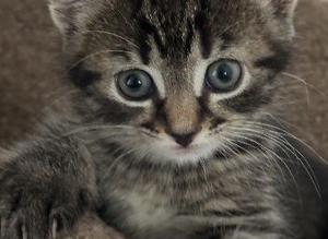 Very playful kittens