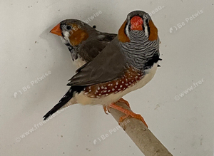 Pair of good sized normal zebra finches