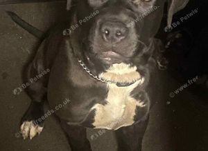 Missing &pound;250 reward